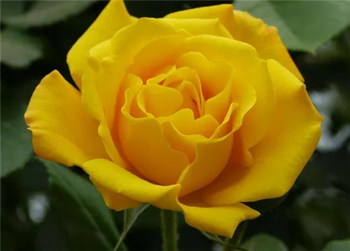 黄玫瑰的花语是什么