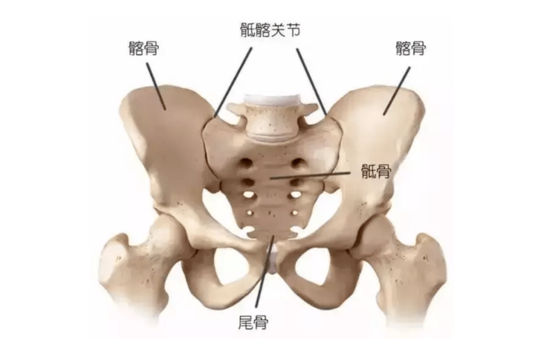 盆骨构造图解