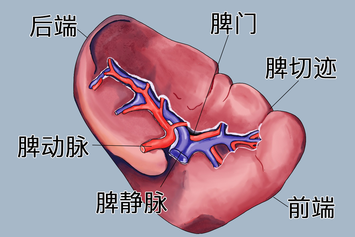 脾脏的图片